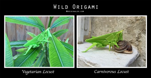 WildOrigami-Locust
